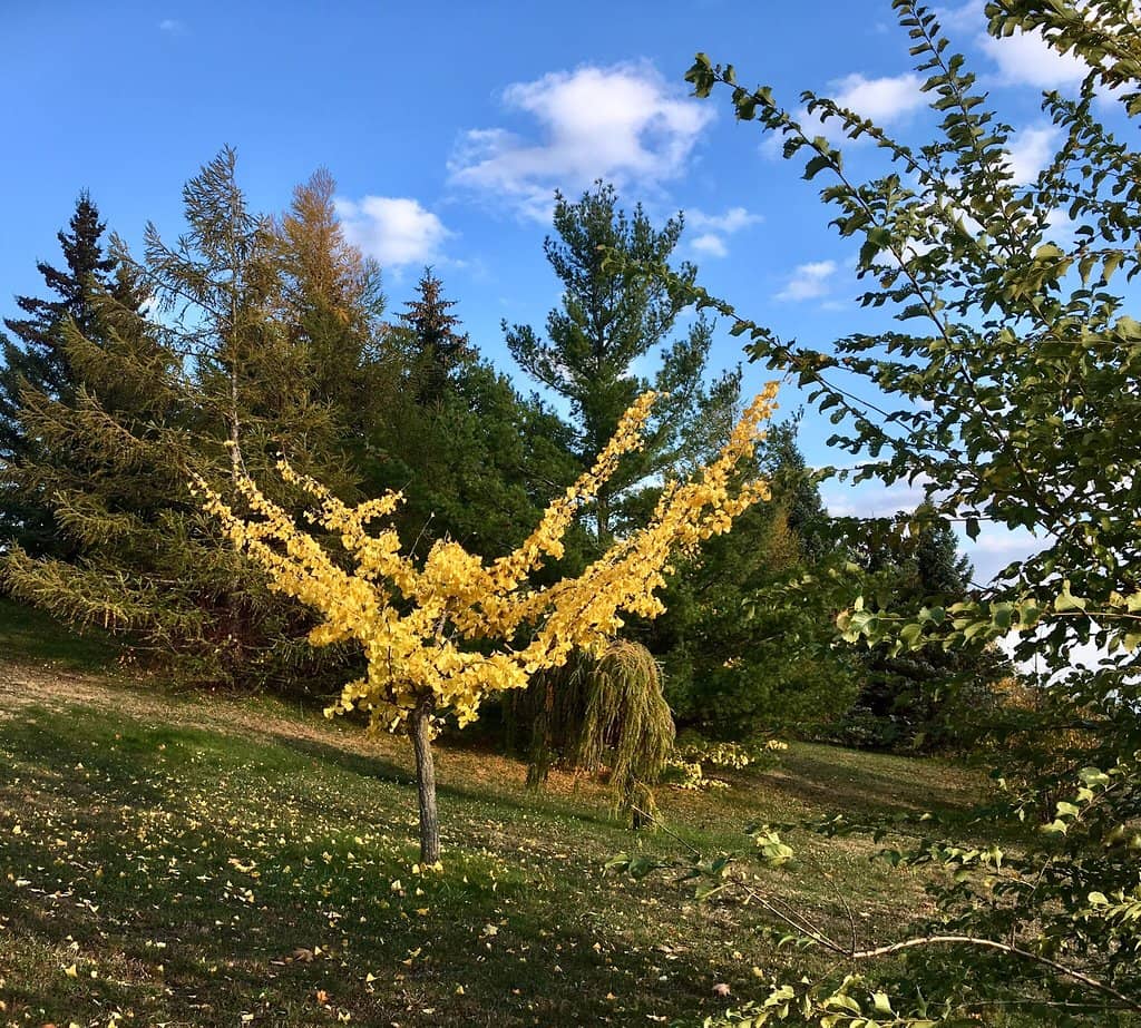 Picnic Spots with a View