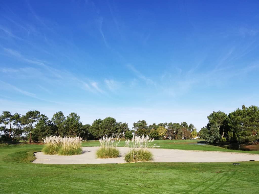 Scenic Pine Forest Setting