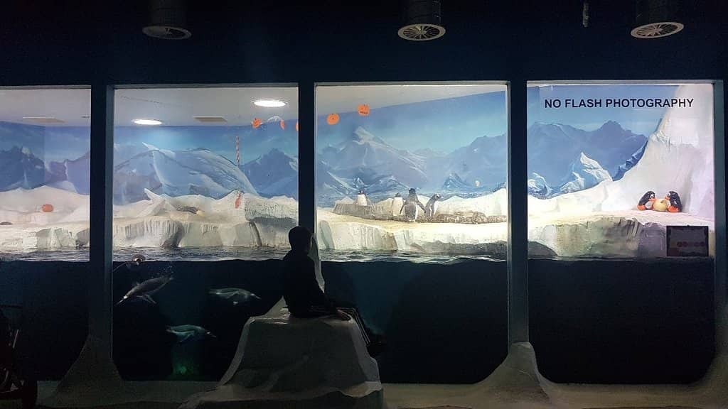 Penguin & Otter Feeding Frenzy