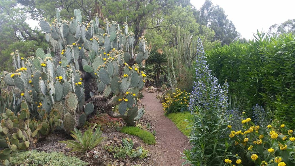 Yucca Carnerosana