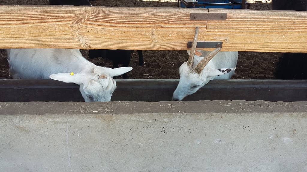 Artisanal Cheese Tasting