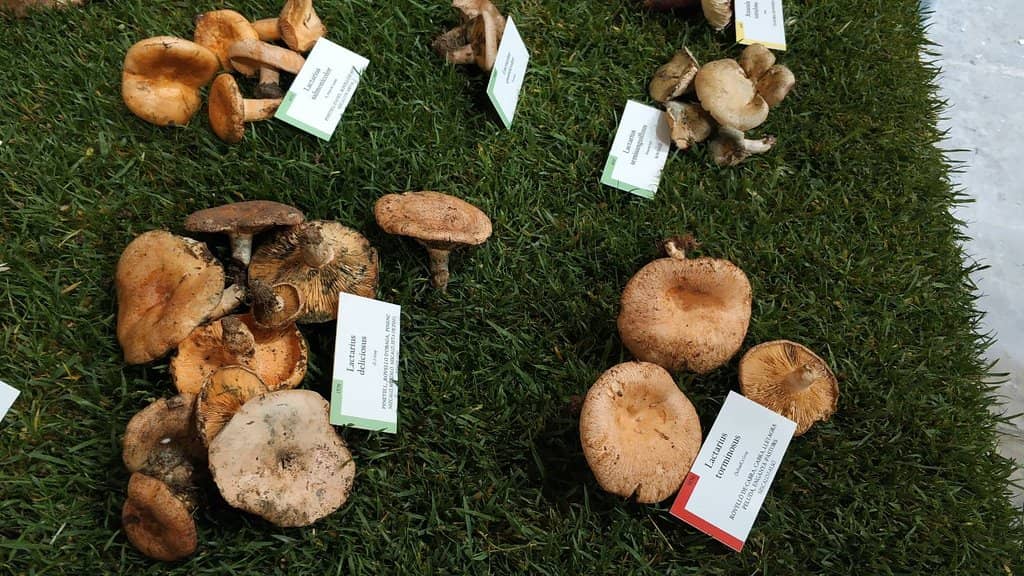 Charley Bowers Exhibition