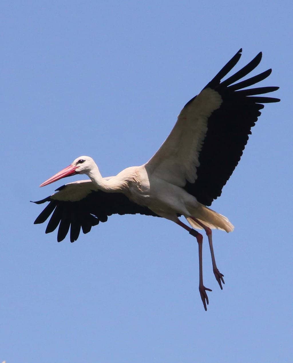 Interactive Play Areas