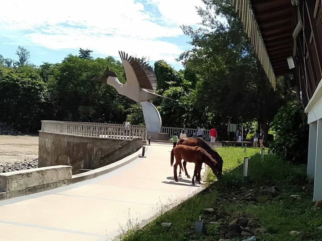 Lush Borneo Rainforest
