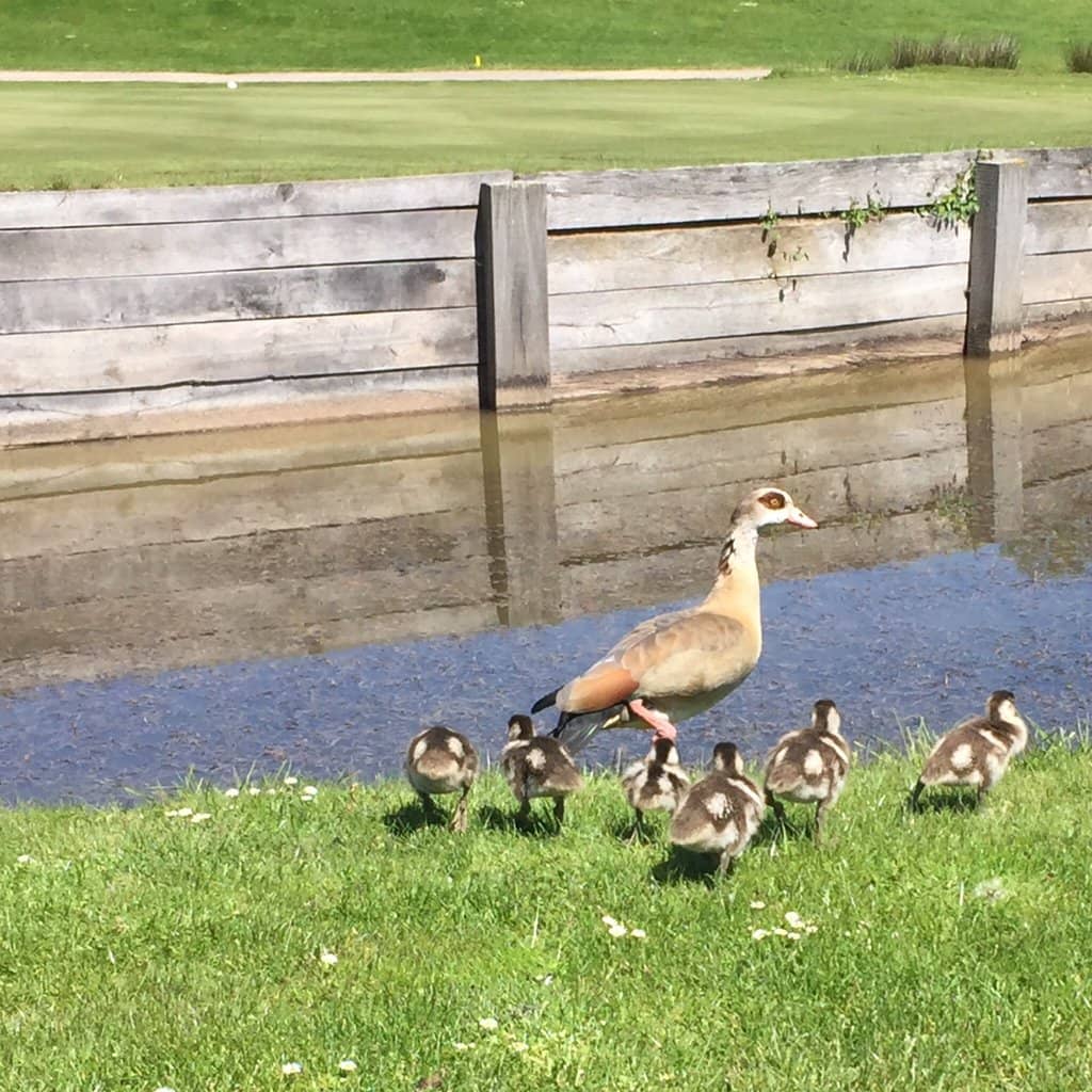 The Golf Course Itself