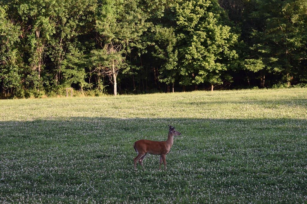 Playgrounds and Pavilions