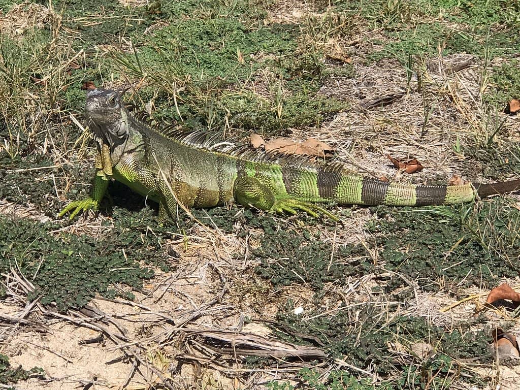 Snorkeling Adventures