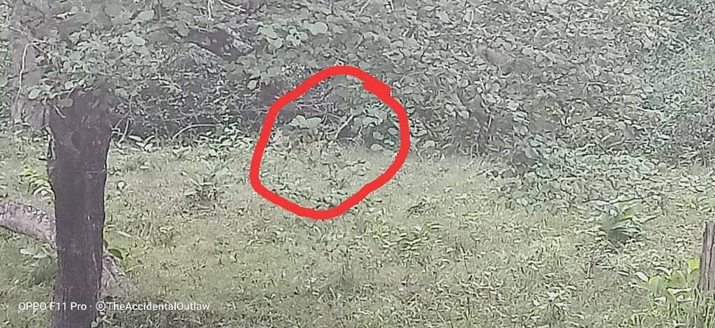 Jungle Safari Experience