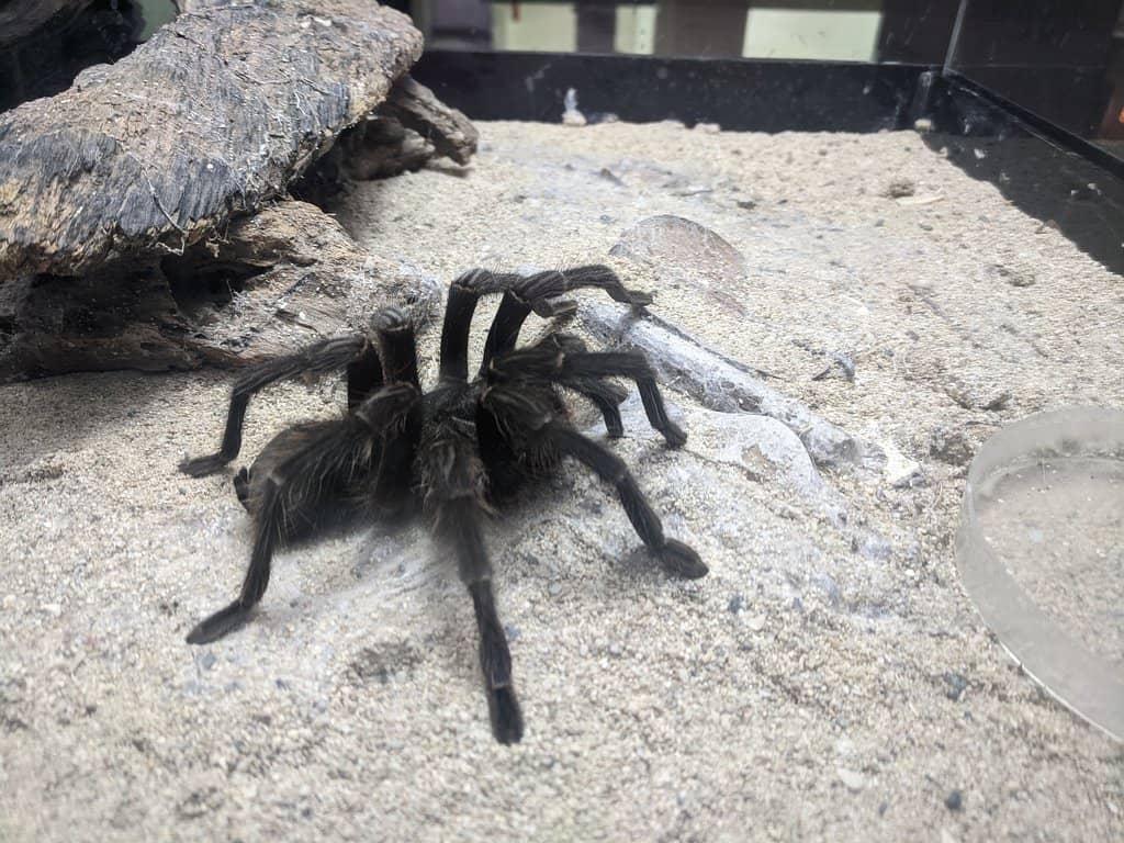 Stuffed Bird Collection