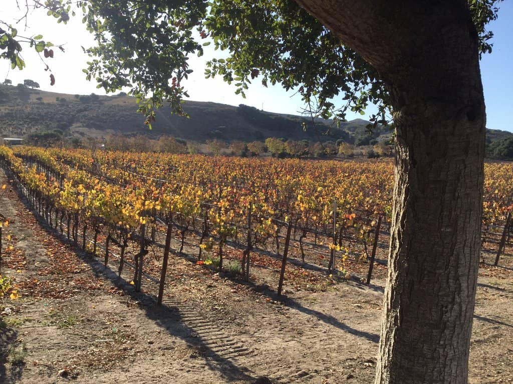 Picturesque Vineyard Views