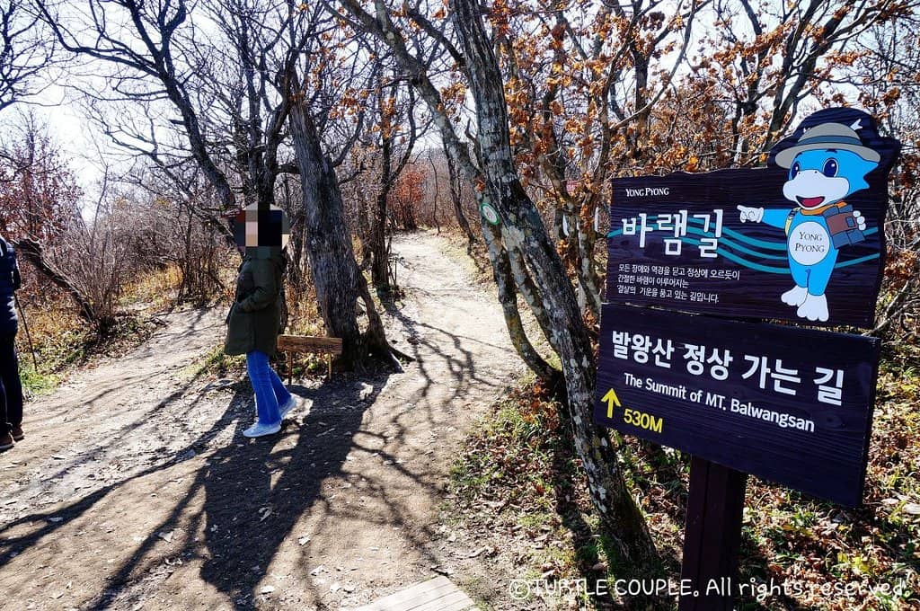 Scenic Tree Lined Paths