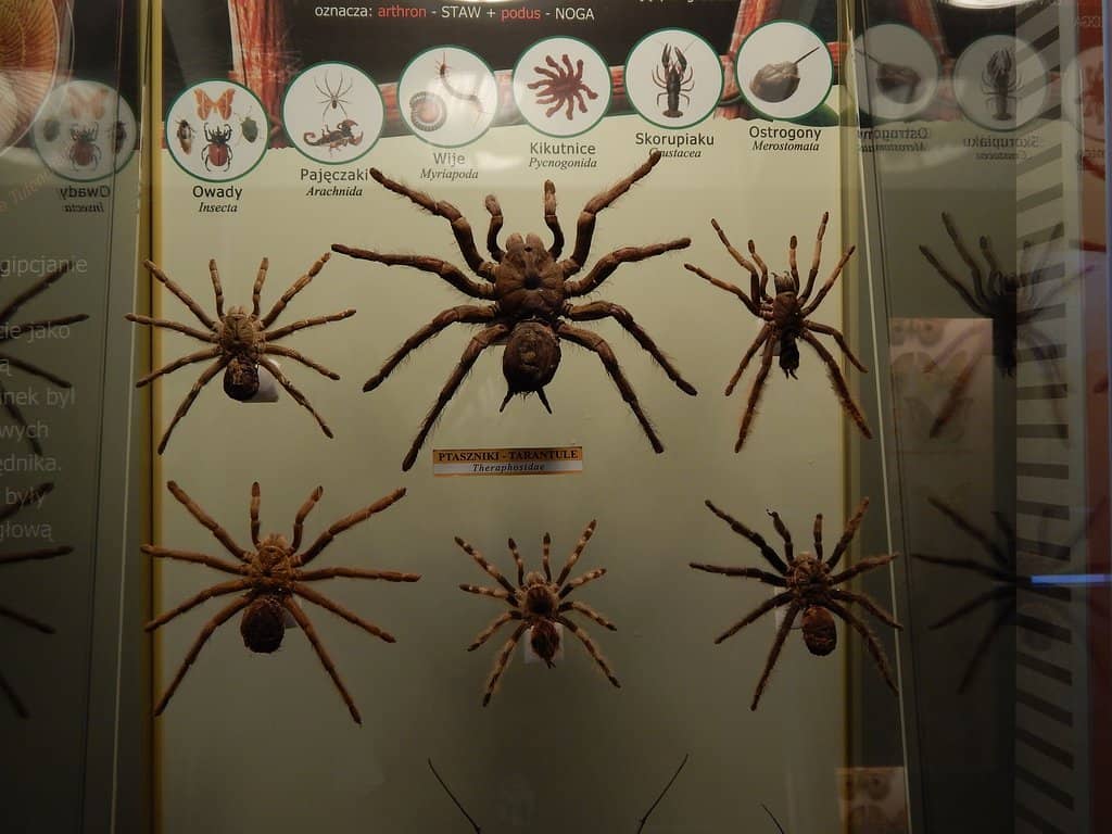 Diverse Insect Collection