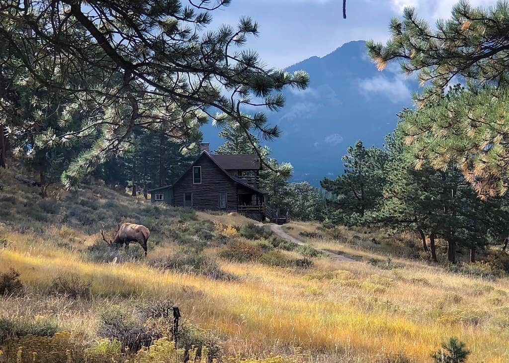 Elk Herds in the Valley