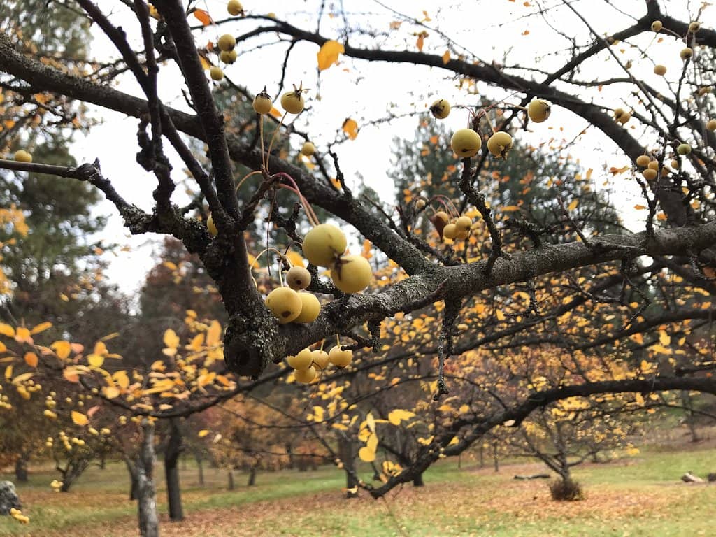 Garden Springs Creek