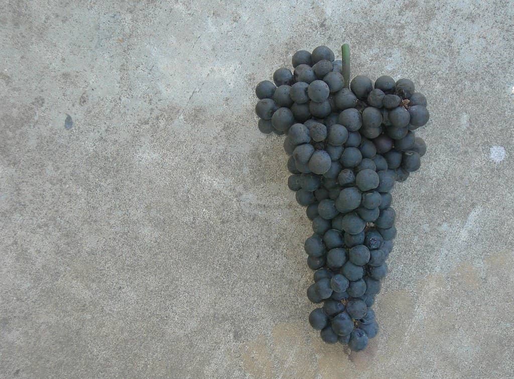 Scenic Vineyard Views