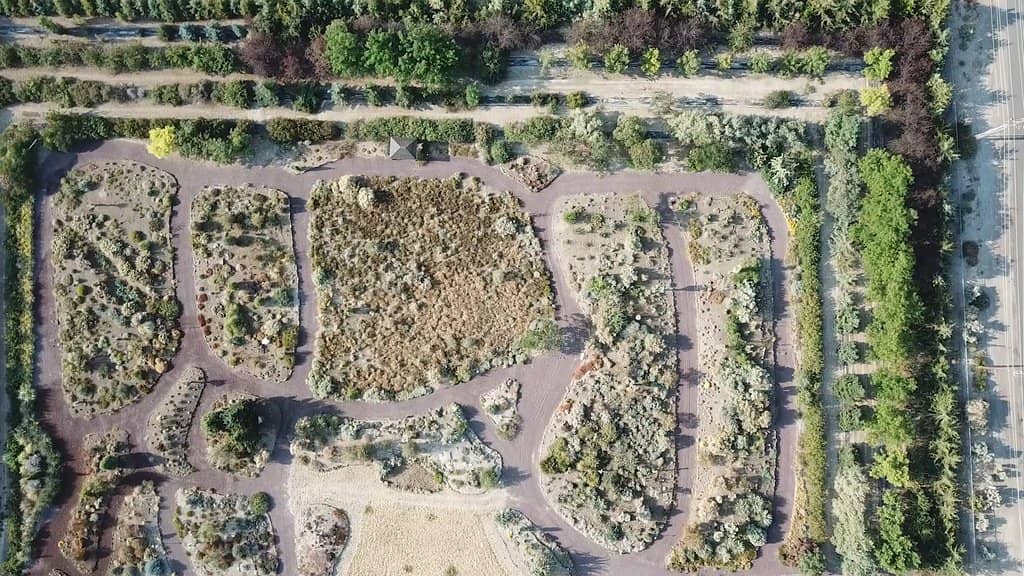 Vast Cactus & Yucca Collection