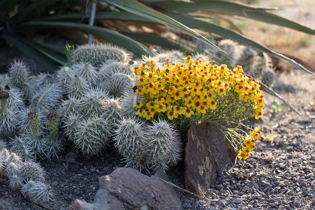 Seasonal 'Christmas in the Garden'
