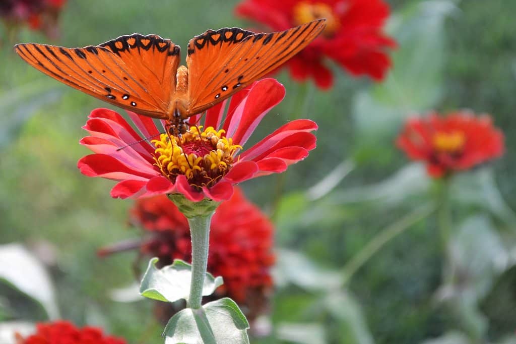 Animals on the Ranch