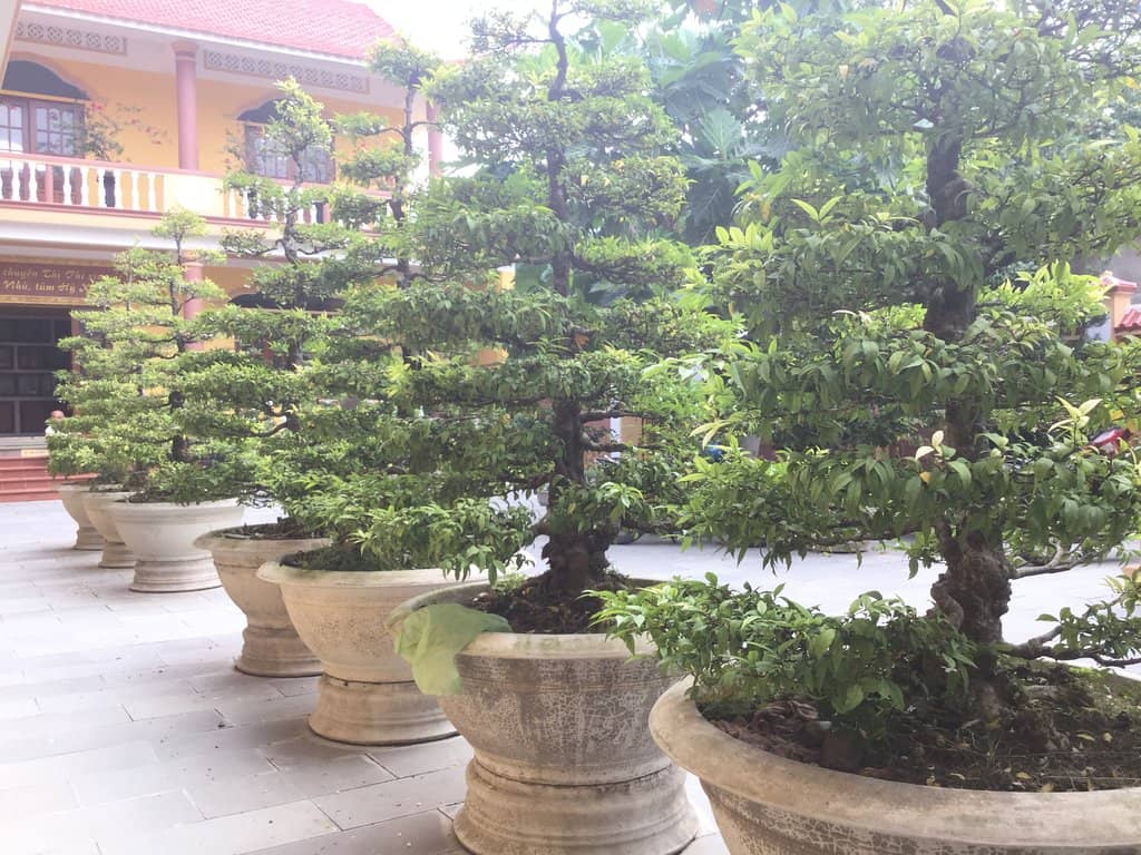 Serene Monastic Life