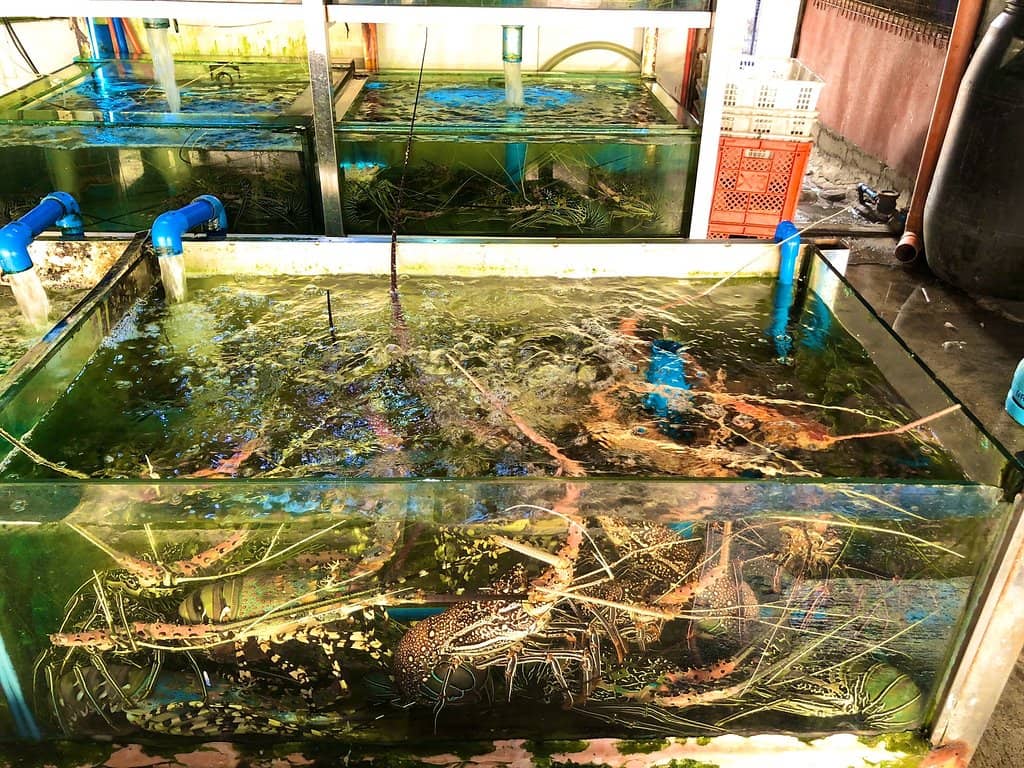 Paluto Cooking Experience