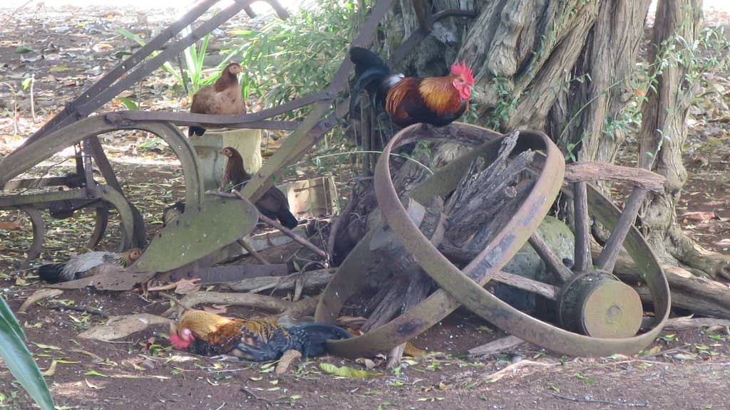 Duke Kahanamoku's Surfboard