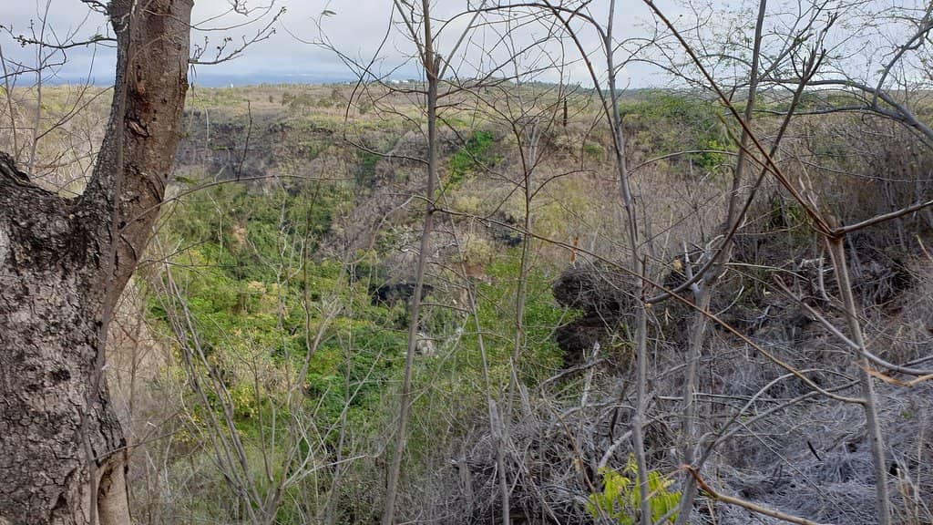 Lush Tropical Surroundings