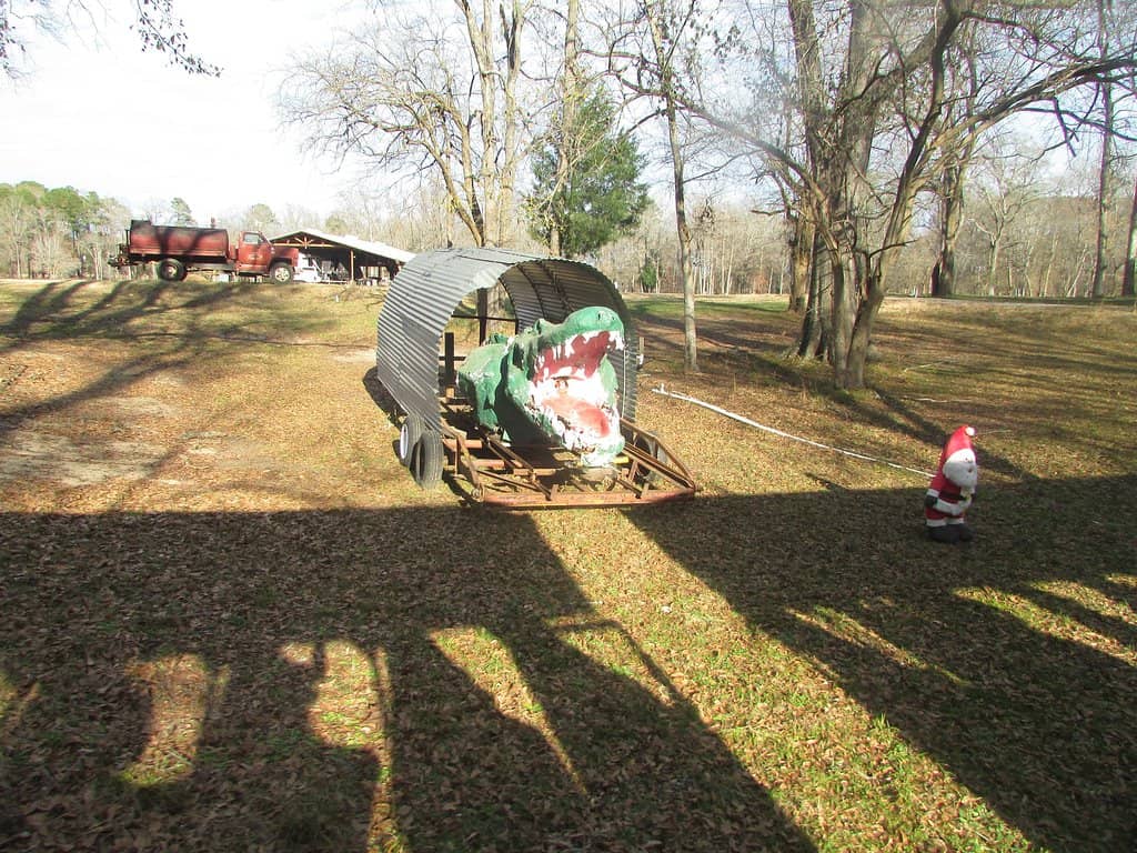 Alligator Feeding Experience