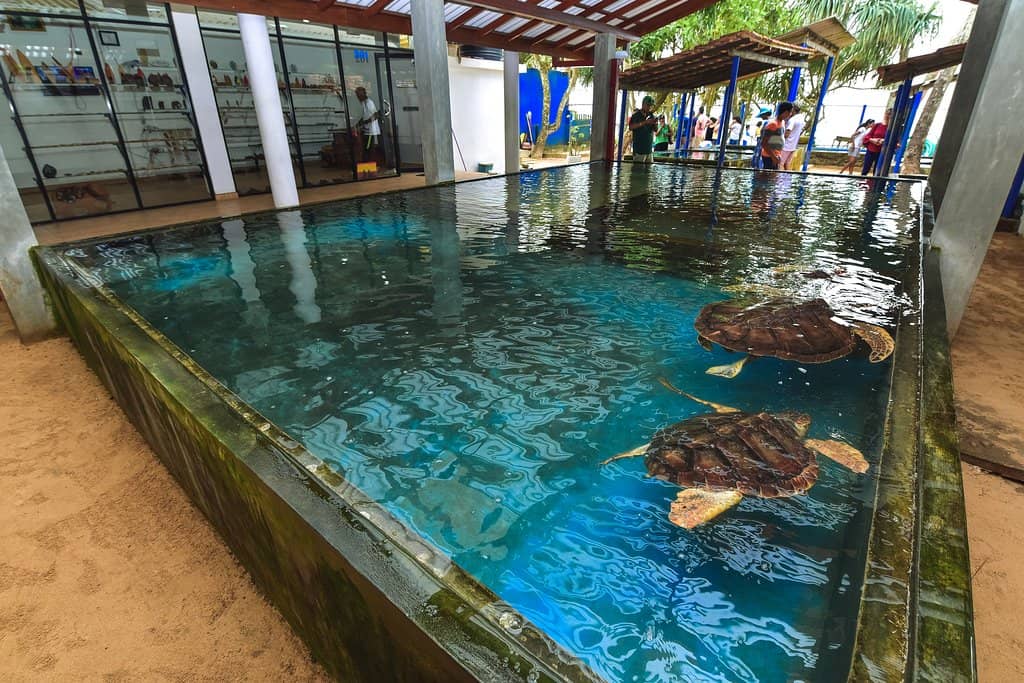 Interactive Turtle Encounters