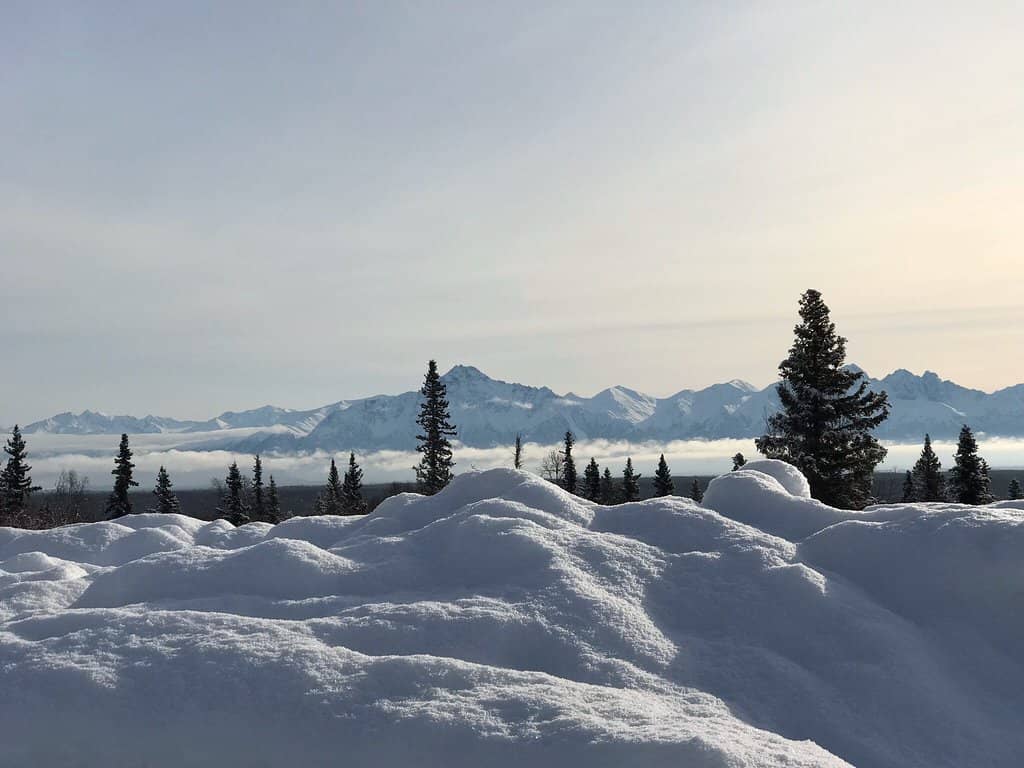 Wildflower Photography