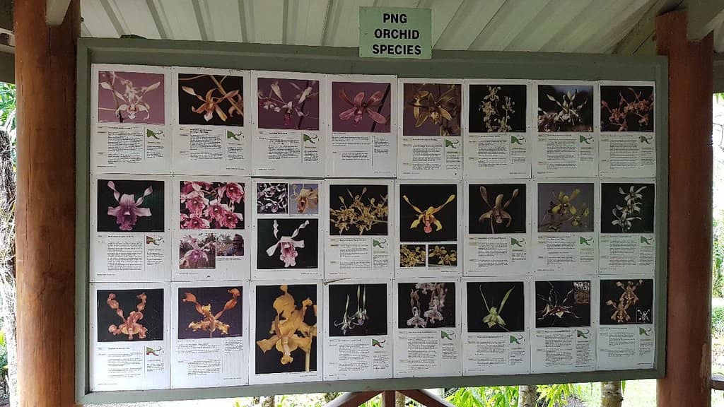 Picnic & Paddle Boating