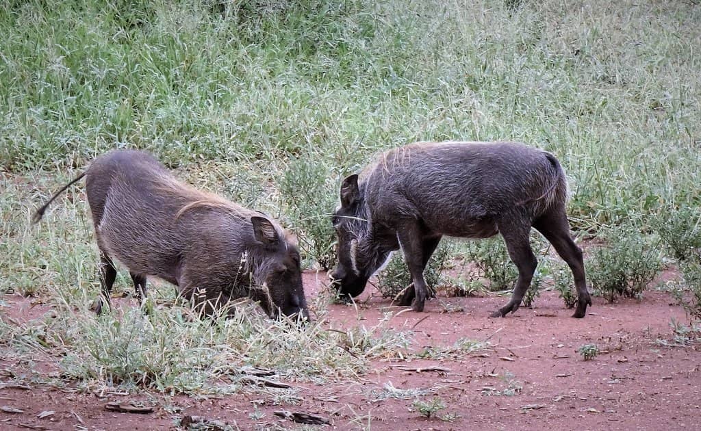 Scenic Drive to Tshokwane