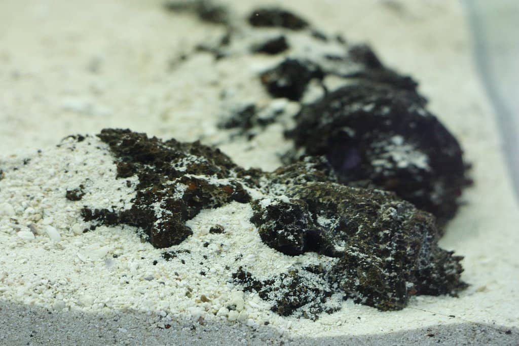 Ray and Shark Feeding