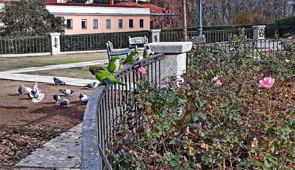 Summer Verbenas & Festivals