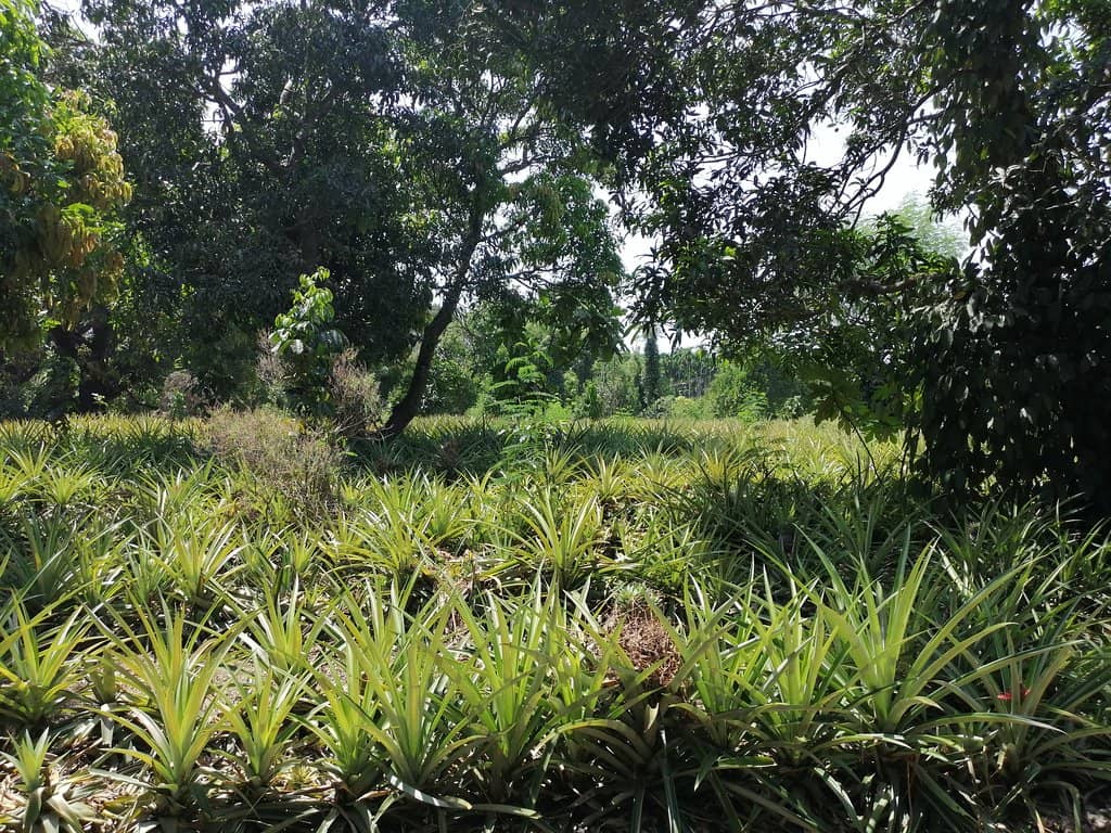 Fresh Pineapple Juice
