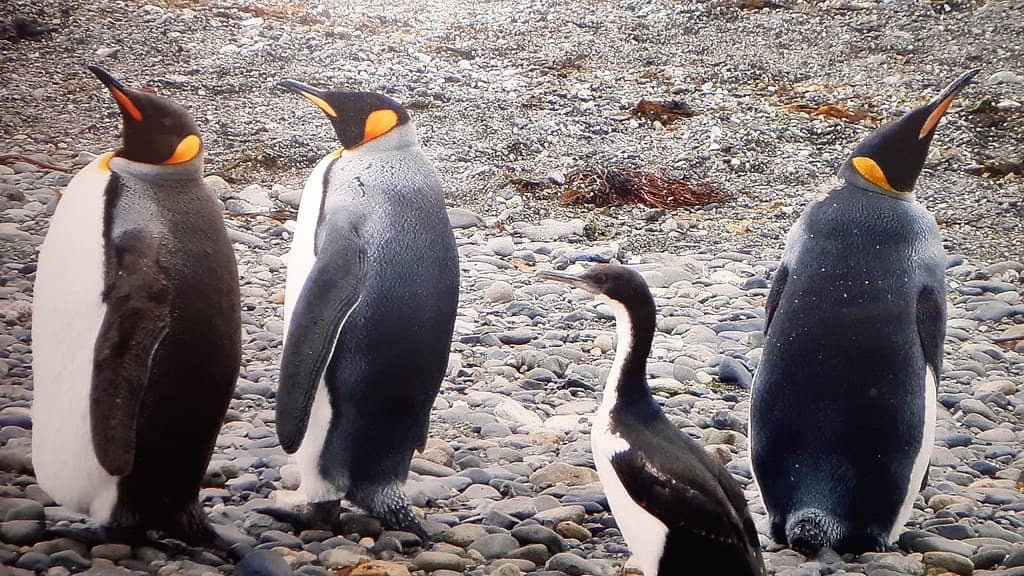 Storyteller's Insights