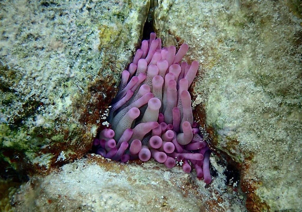 Artificial Reef Snorkeling