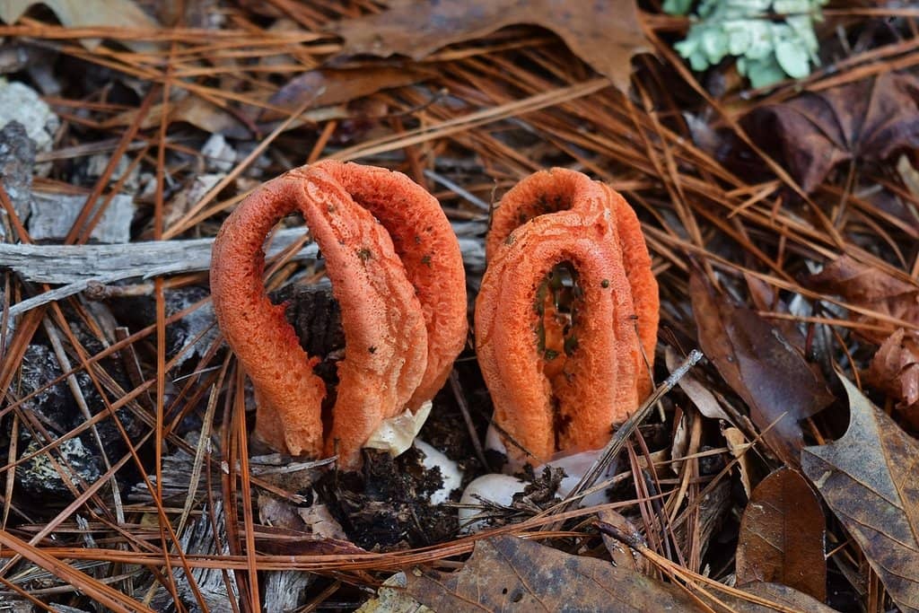 Bird Watching Opportunities