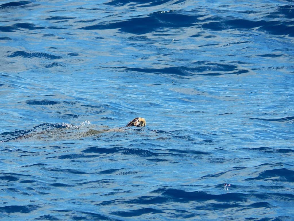 Relaxing Beachfront Huts