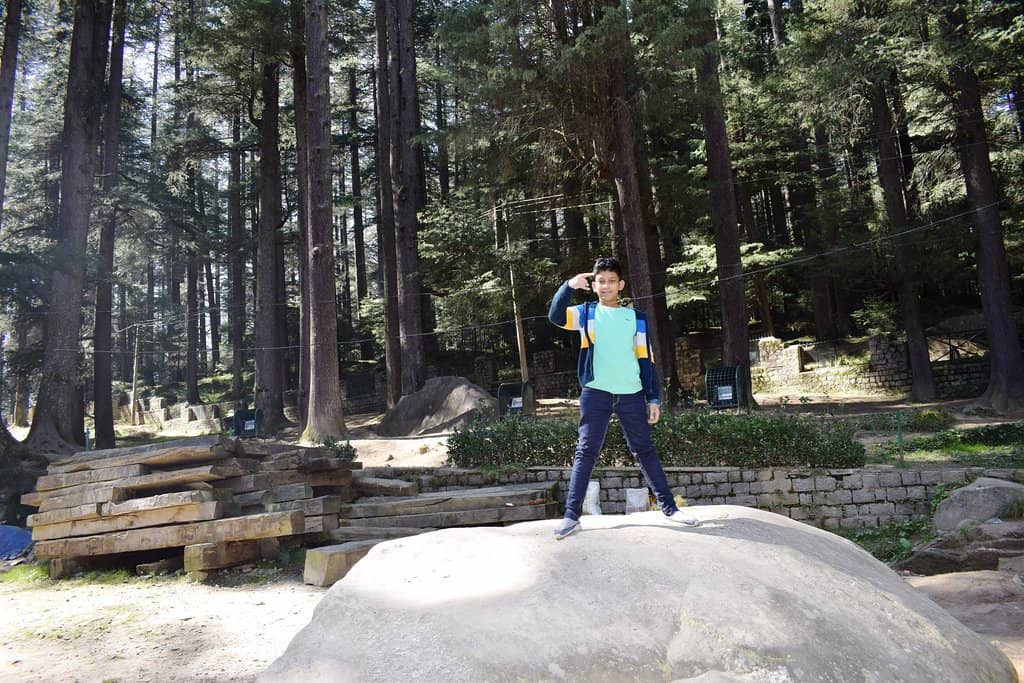 Peaceful Pine Forest Stroll