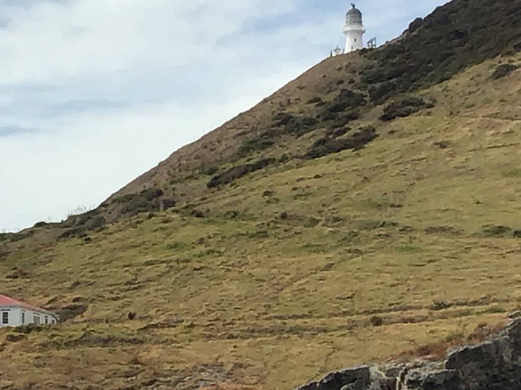 Abundant Marine Life