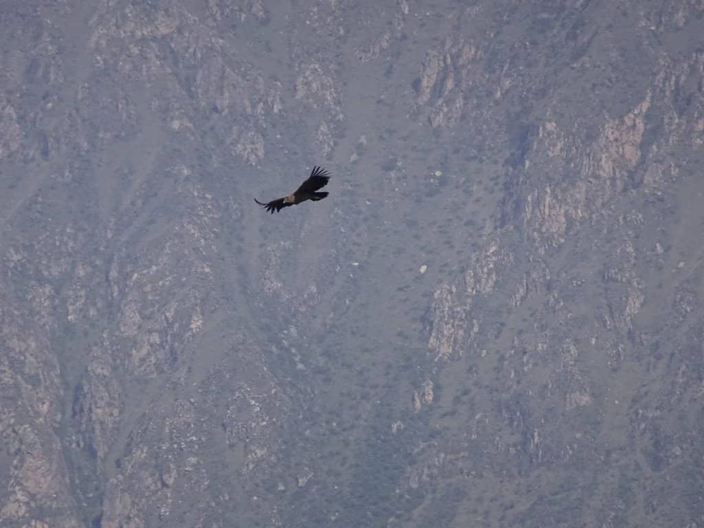 Andean Condor Flight