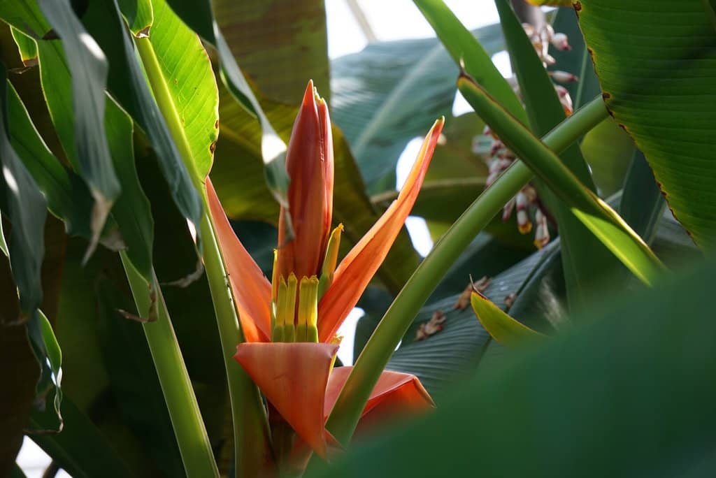 Seasonal Decorations