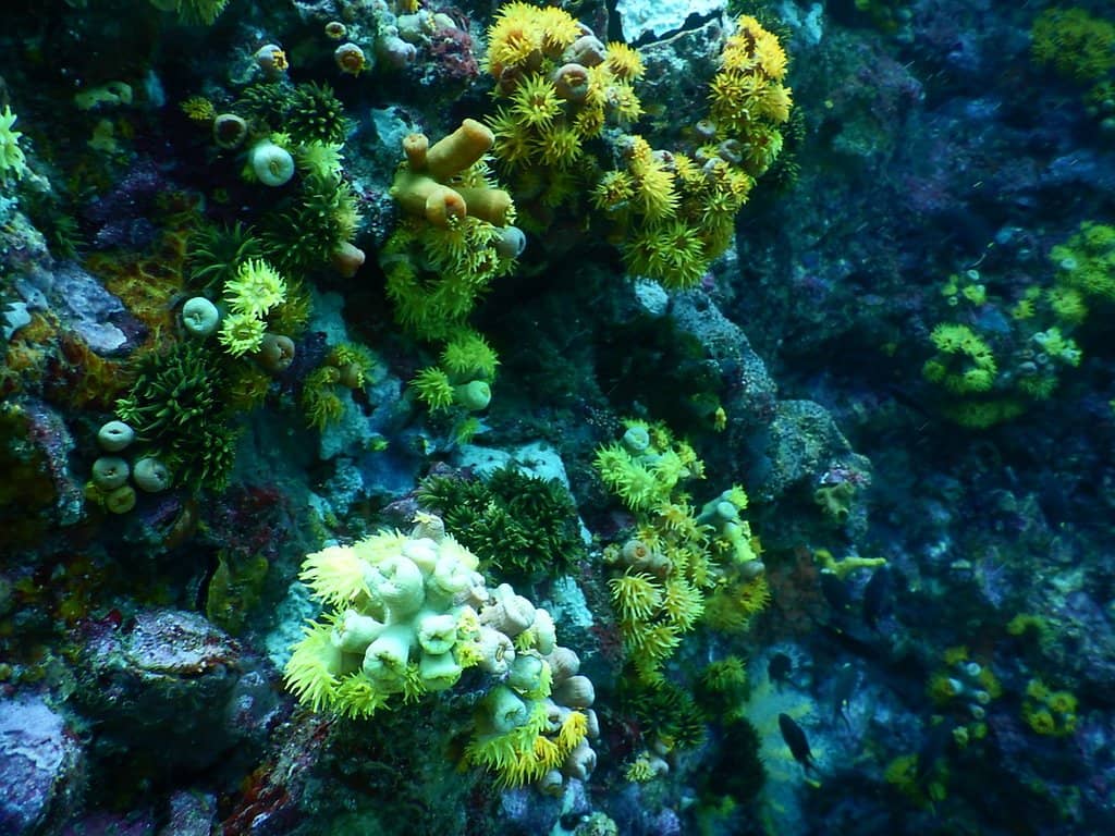 Bait Ball Phenomenon