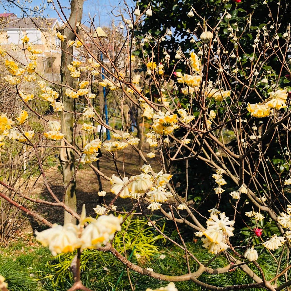 Tranquil Walking Paths