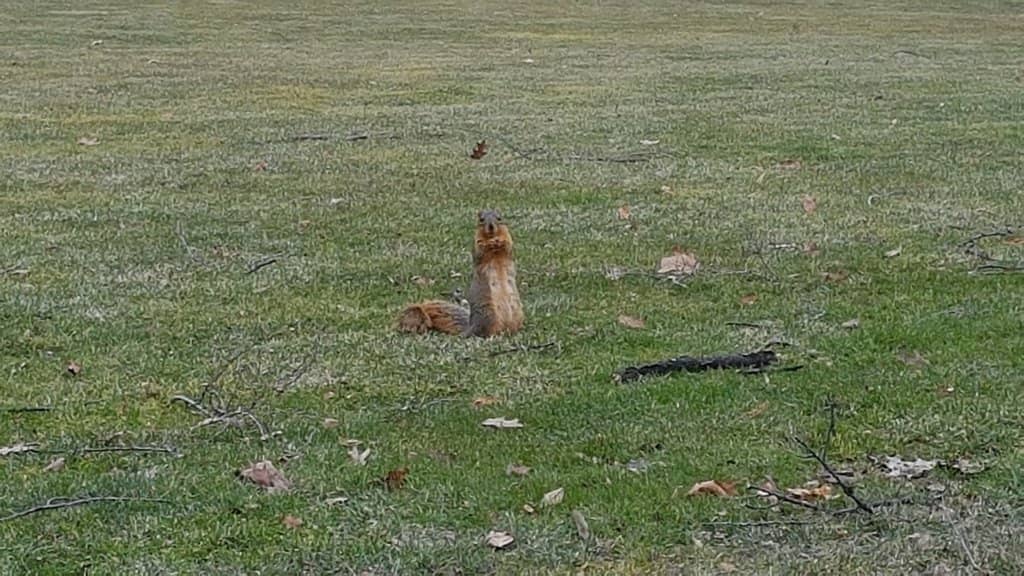 Cherry Blossom Blooms