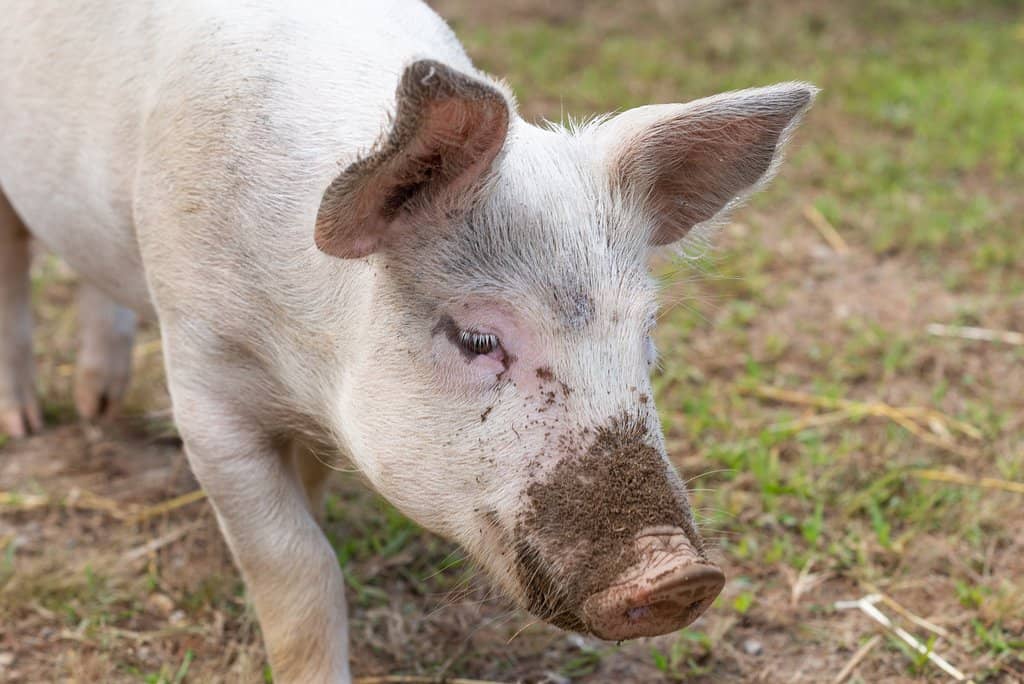 Scenic Walking Paths