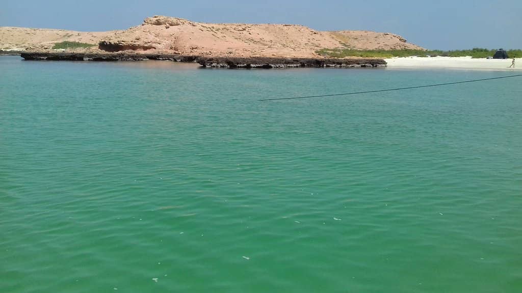 Whale and Dolphin Watching