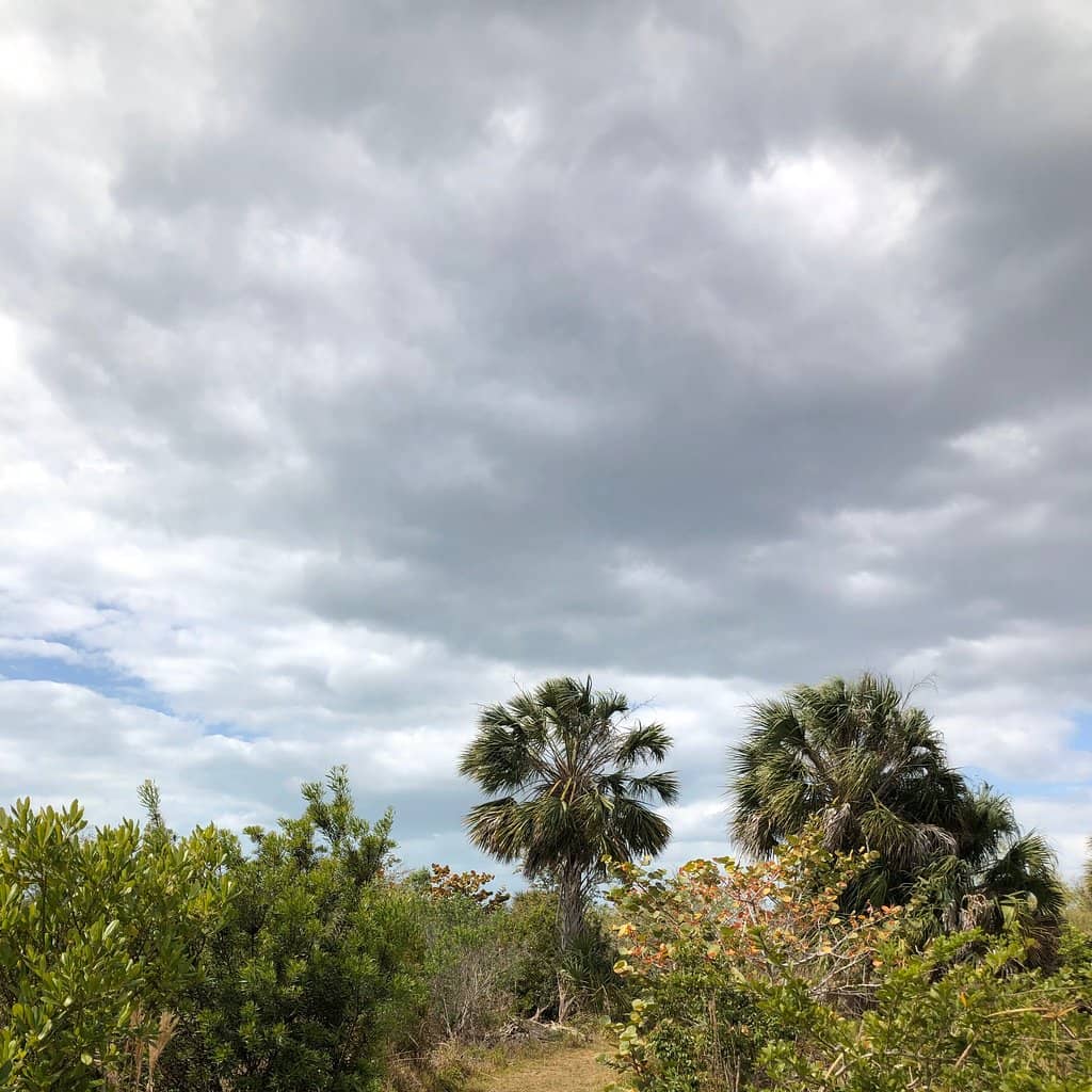 Tropical Boardwalk Trails