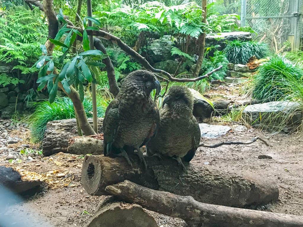Vibrant Native Aviary