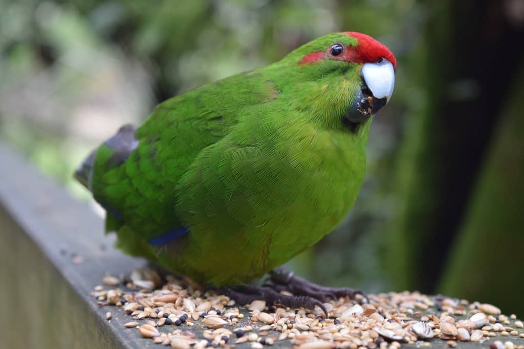 Interactive Birdlife